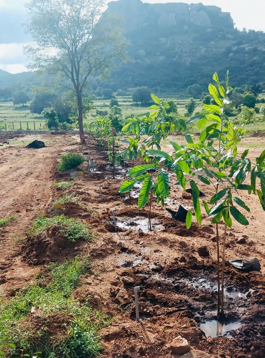 Regalia Farms Gallery Image 5