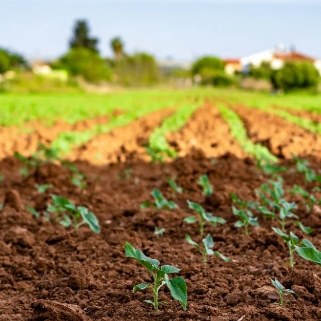 Young crops growing in rich soil — sustainable land stewardship by Dhara Ventures