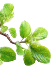 Decorative Leaf