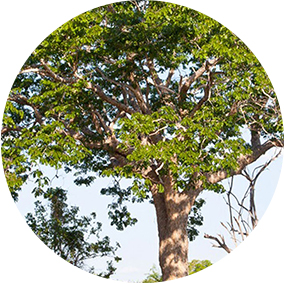 Mahogany