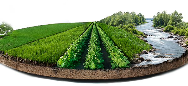 Plantation Fields