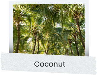 cocnut
