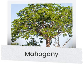 mahagany