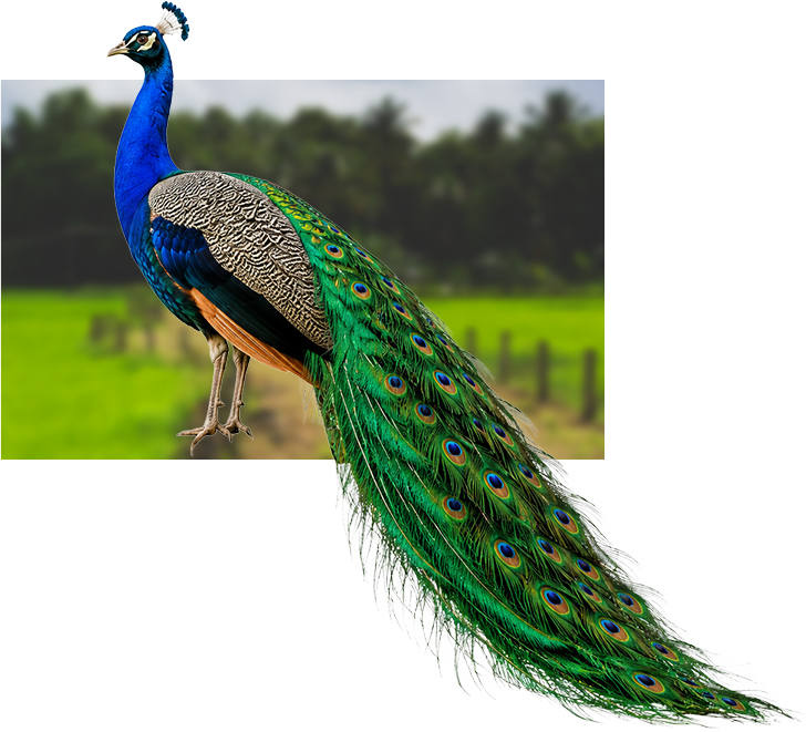 Peacock Overlay