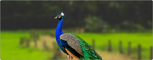 Peacock Overlay