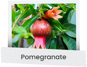 pomegranate