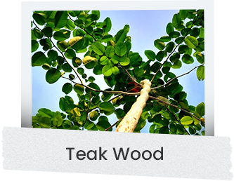 teak